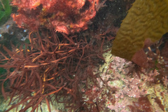 Prionitis linearis