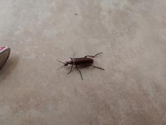 Pyrota tenuicostatis