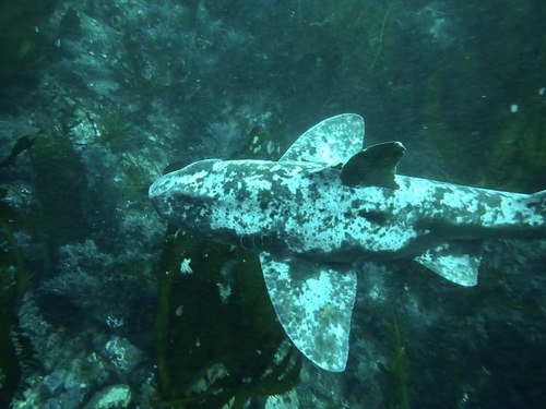 Foto de Tiburón cornudo (Heterodontus francisci)