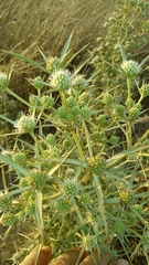 Eryngium glomeratum