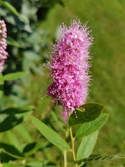 Spiraea × billardii