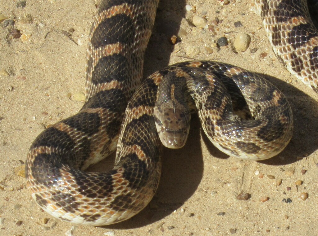 Texas Glossy Snake