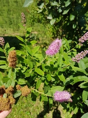 Spiraea × billardii