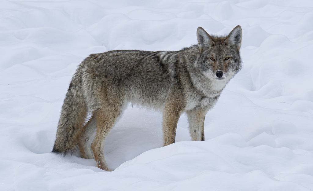 Coyote in winter coat standing in snow, Park County, Wyoming