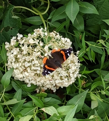 Vanessa atalanta