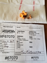 Cantharellus corallinus