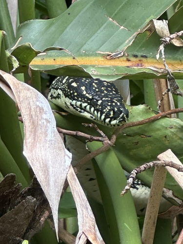 Diamond Python sighting