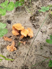Cantharellus corallinus