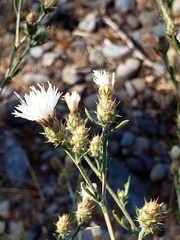 Centaurea diffusa
