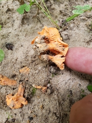 Cantharellus corallinus