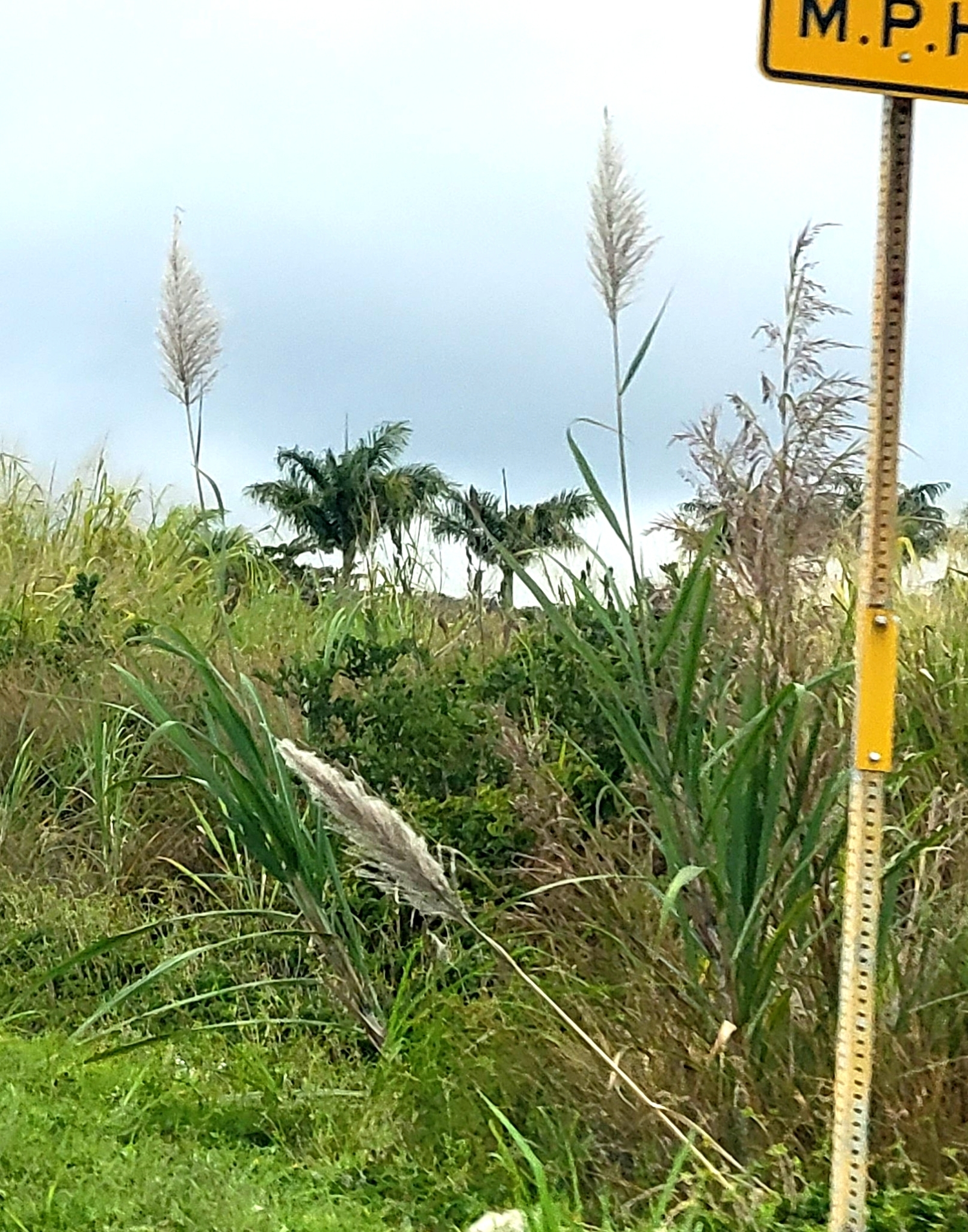 Chinese sugarcane