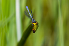 Pseudagrion citricola