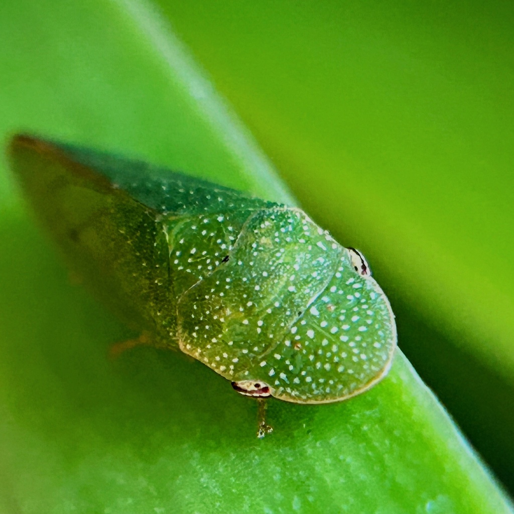 Latycephala