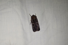 Euxoa divergens