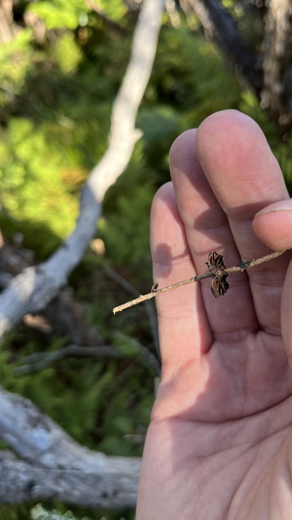 Anthracophyllum archeri · January 2025 · photo: © parkecology (iNaturalist, cc-by)
