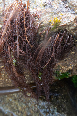 Cumagloia andersonii