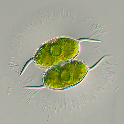 Staurodesmus convergens