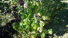 Coleus barbatus grandis