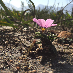 Moraea versicolor