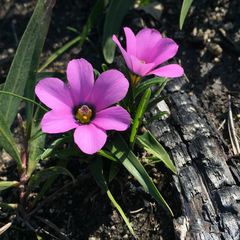 Moraea versicolor
