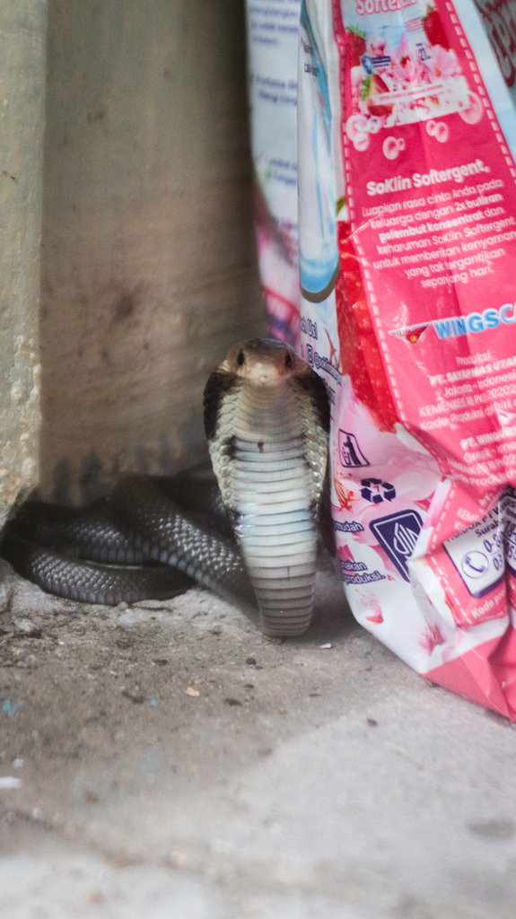 Indonesian Cobra from Klaten, Klaten Regency, Central Java, Indonesia ...