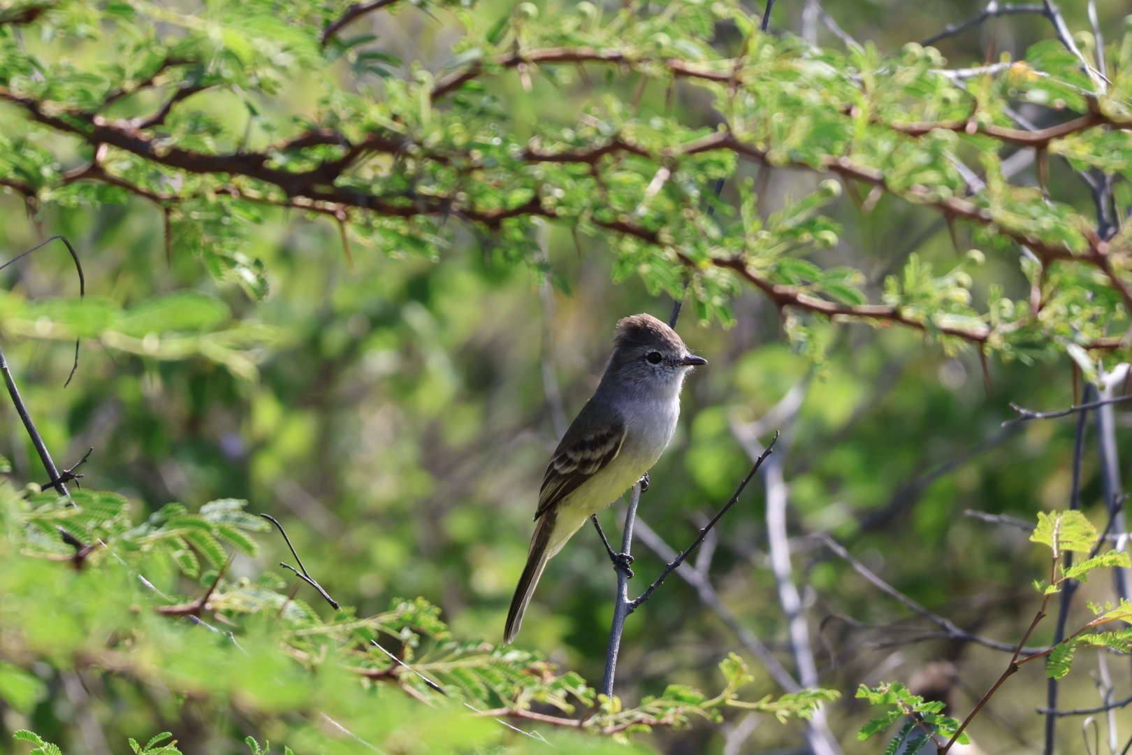 Northern Scrub Flycatcher (Sublegatus arenarum), photo 7