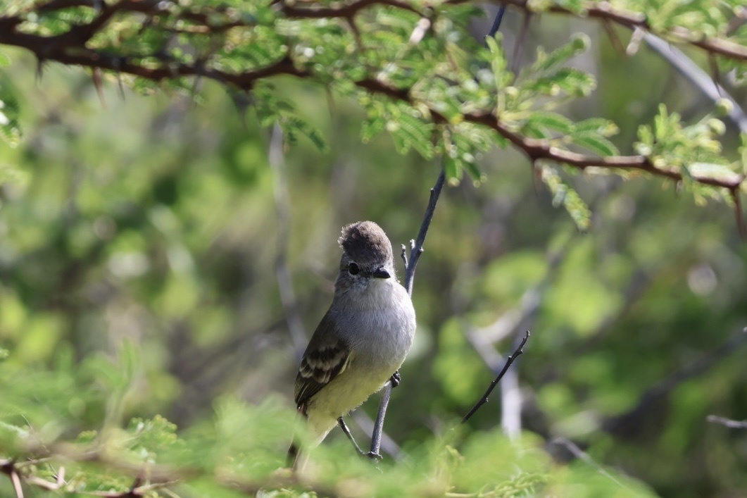 Northern Scrub Flycatcher (Sublegatus arenarum), photo 8