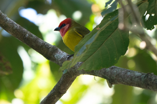 Red-headed Tanager (Piranga erythrocephala), photo 4