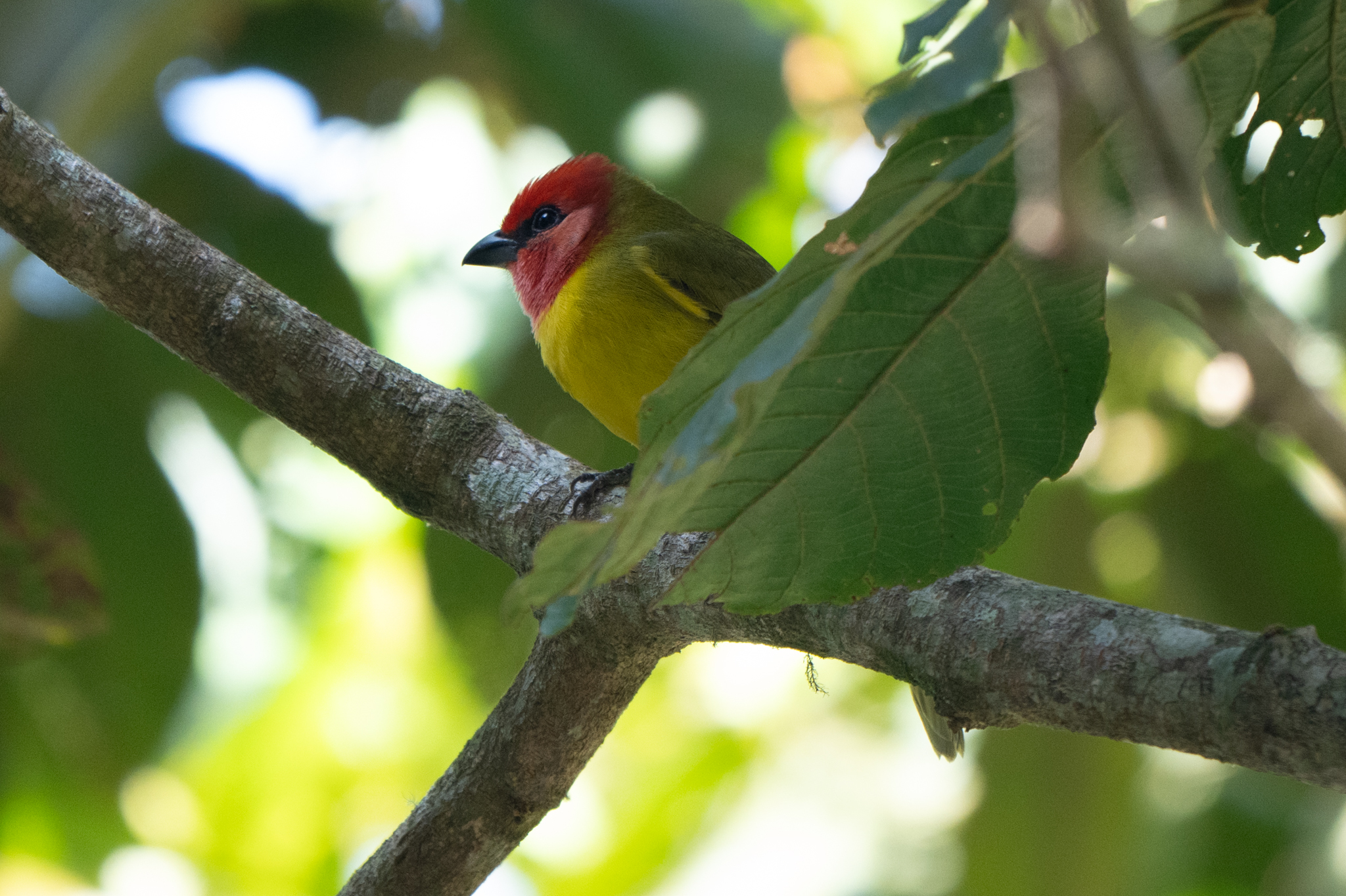 Red-headed Tanager (Piranga erythrocephala), photo 4
