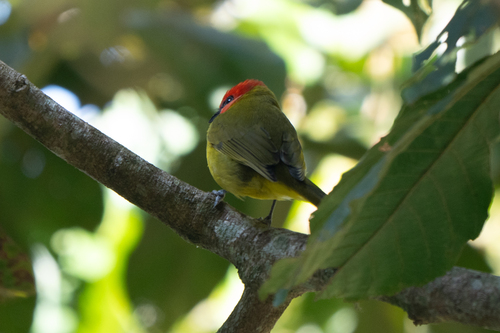 Red-headed Tanager (Piranga erythrocephala), photo 5