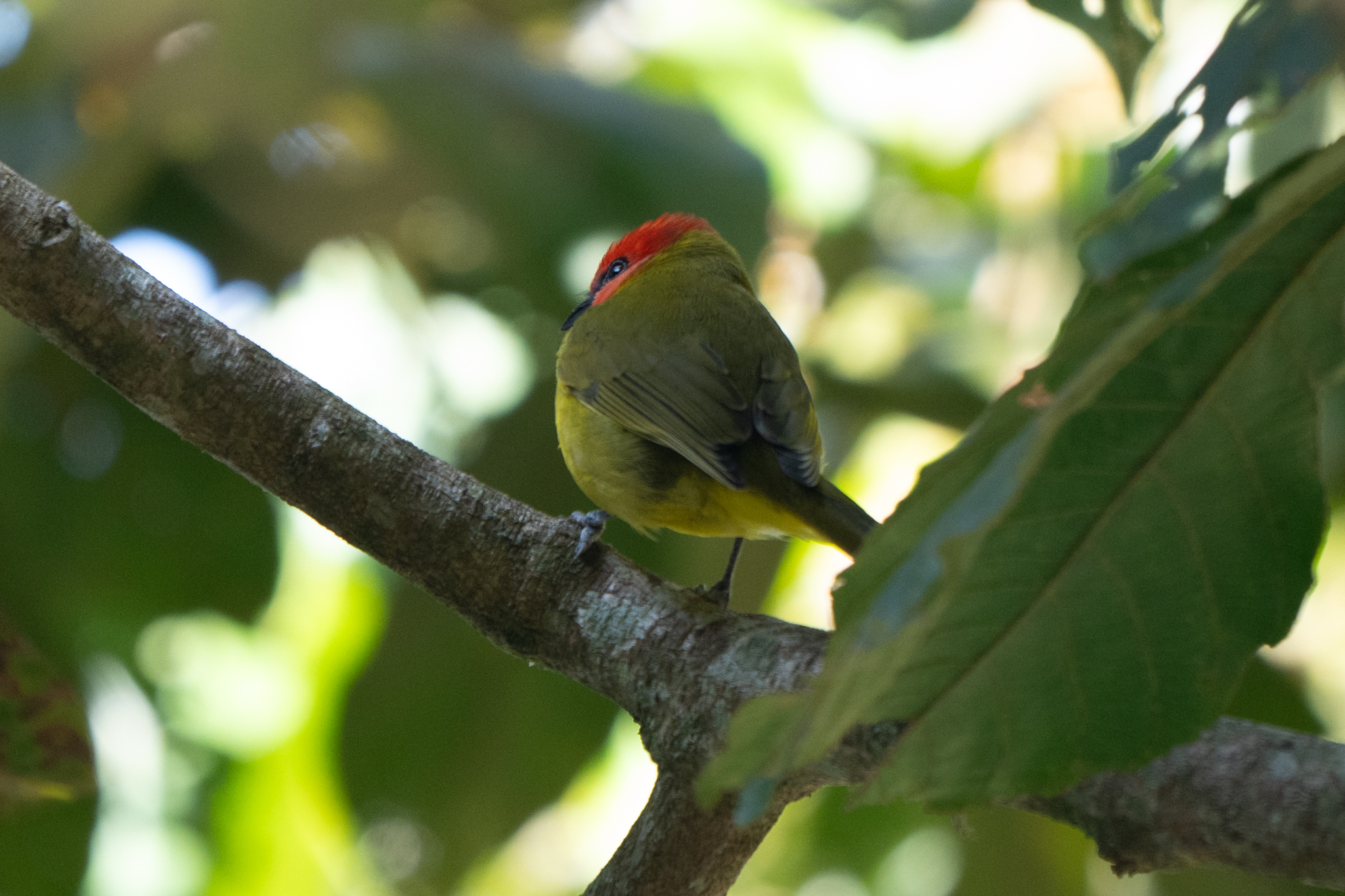 Red-headed Tanager (Piranga erythrocephala), photo 5