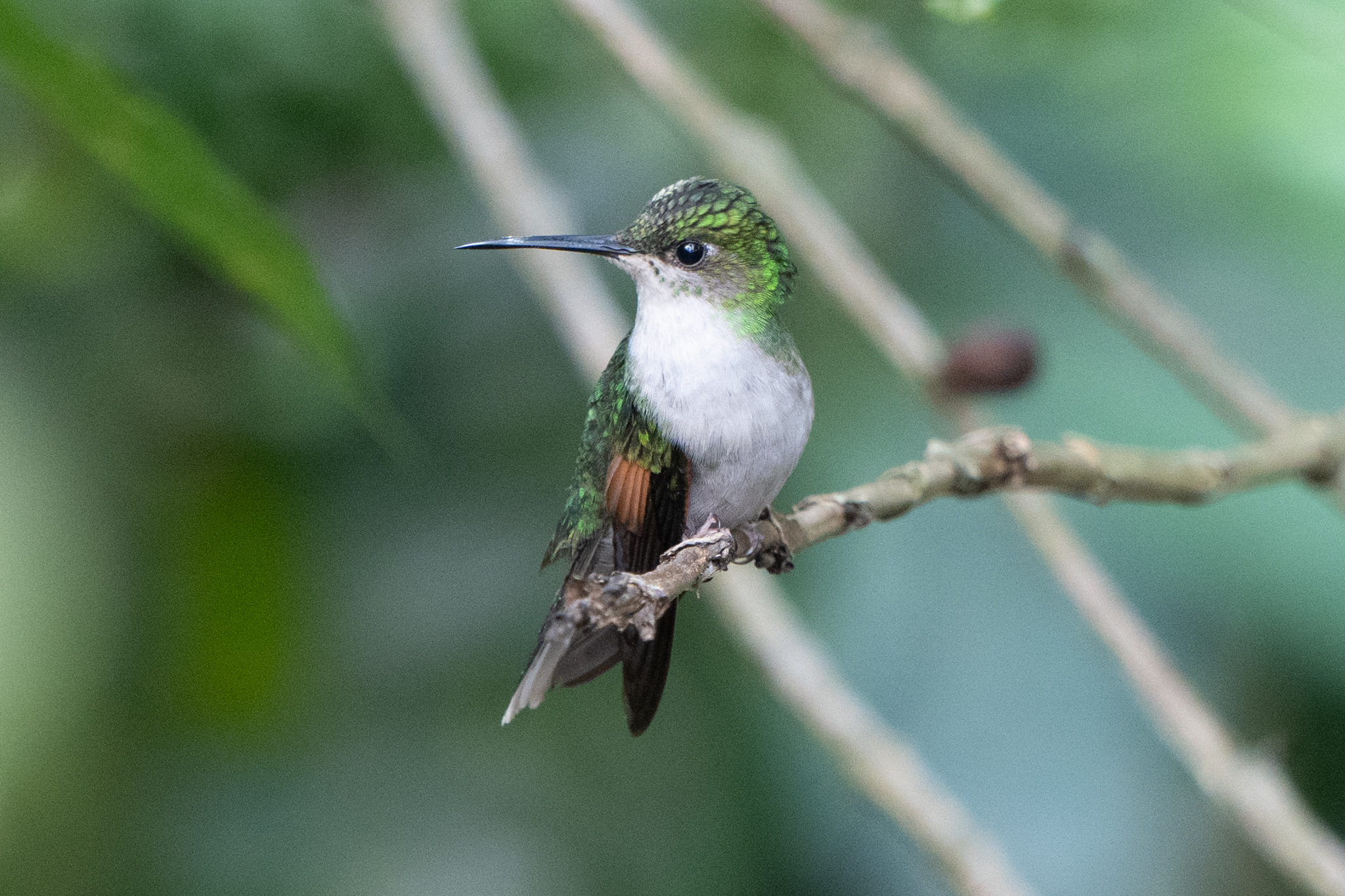 Oaxaca Hummingbird (Eupherusa cyanophrys), photo 2