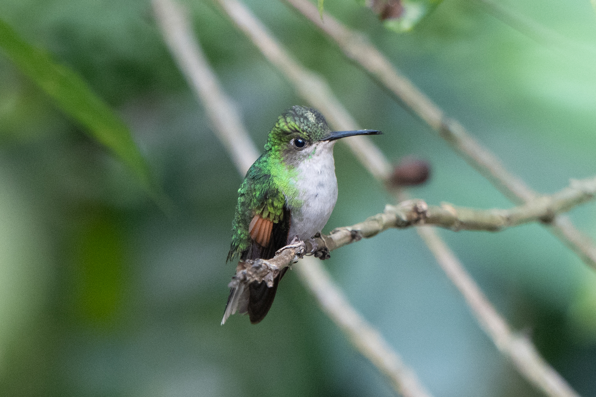 Oaxaca Hummingbird (Eupherusa cyanophrys), photo 1