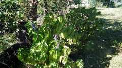Coleus barbatus grandis