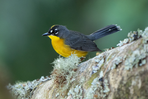Fächerwaldsänger (Euthlypis lachrymosa)