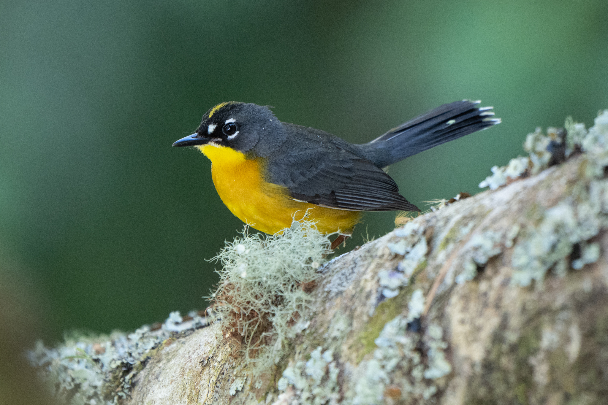 Fan-tailed Warbler (Basileuterus lachrymosus), photo 6