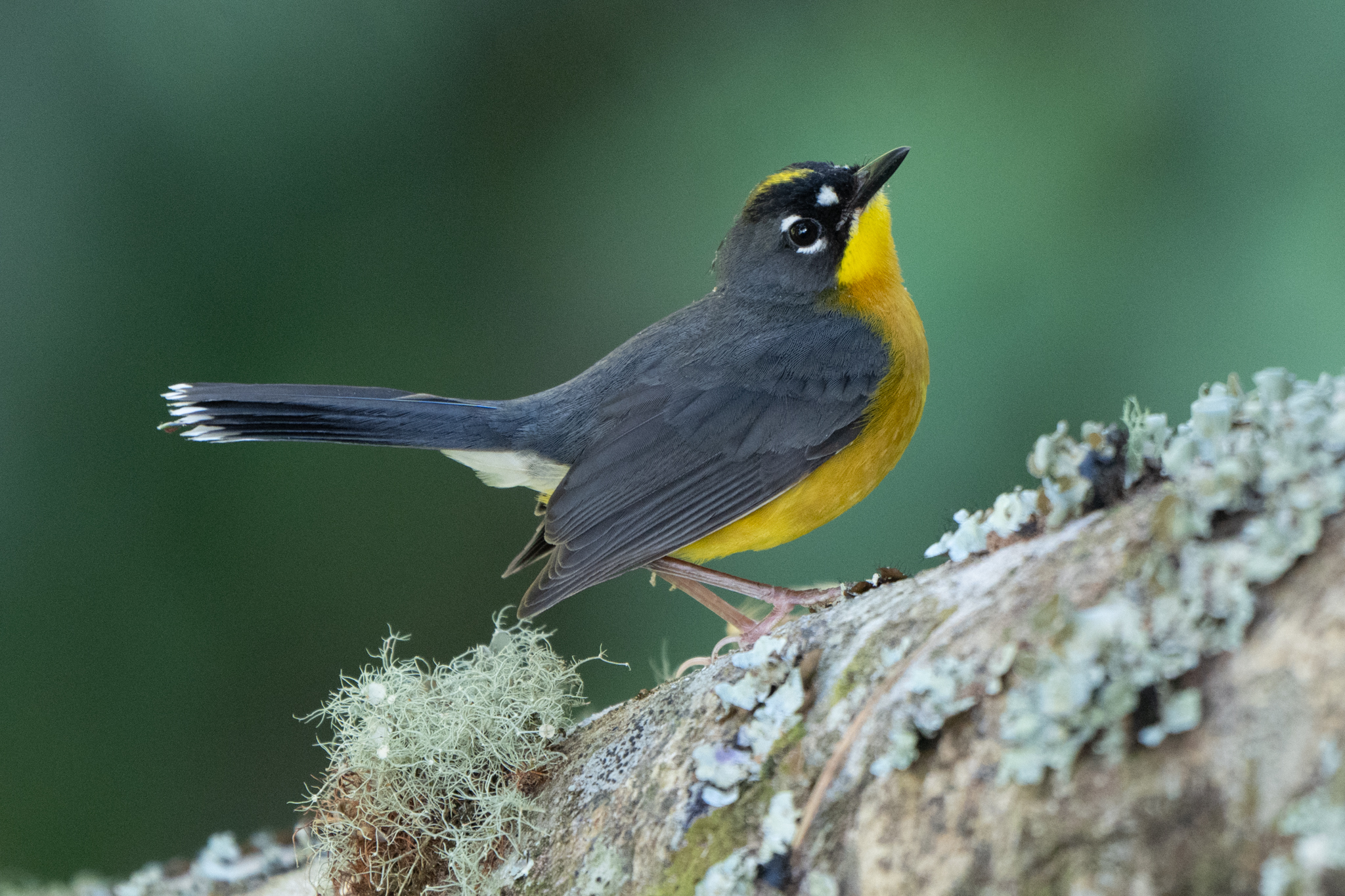 Fan-tailed Warbler (Basileuterus lachrymosus), photo 5