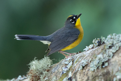 Fan-Tailed Warbler photo 1