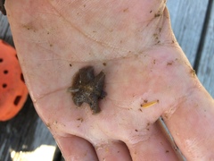 Kaburakia excelsa