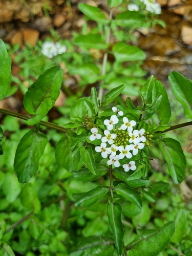 Foto de Agrião-selvagem