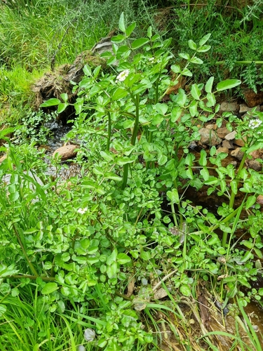Foto de Agrião-selvagem