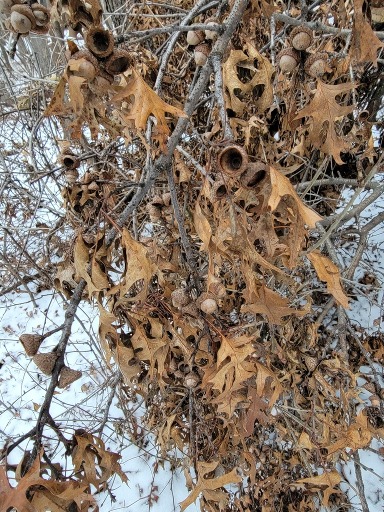 northern-pin-oak-from-shoreview-mn-55126-usa-on-january-11-2025-at