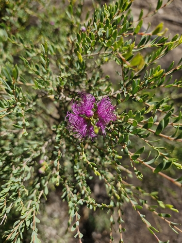 Image of Melaleuca thymifolia by (c) ronavery, some rights reserved (CC BY)