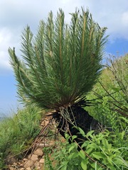 author not stated, no rights reserved Encephalartos ghellinckii, photograph author not stated, no rights reserved