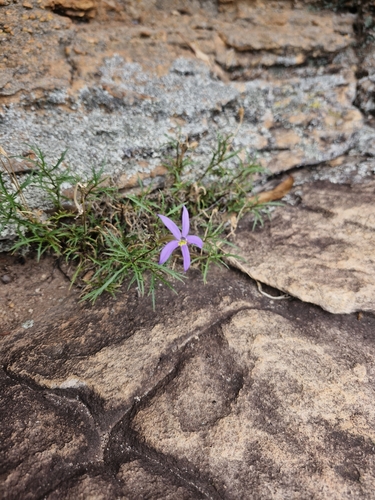 Image of Lithotoma axillaris by (c) ronavery, some rights reserved (CC BY)
