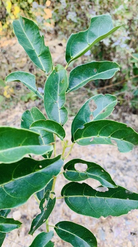 Martaban camphor wood (Camphora parthenoxylon)
