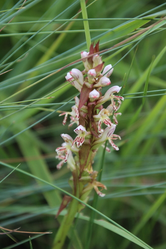 Image of Satyrium cristatum by no rights reserved