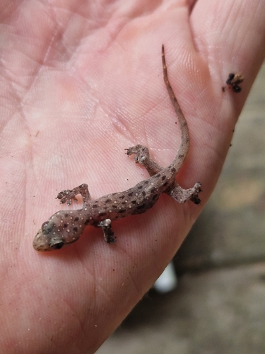 Gehyra mutilata