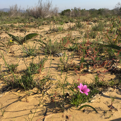 Moraea versicolor