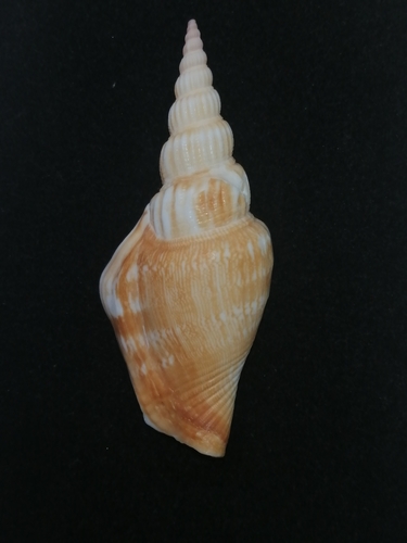 Strombus vittatus vittatus, 2024-07-29